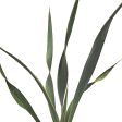 Yucca pallida - Pale Leaf Yucca Online Hot Sale