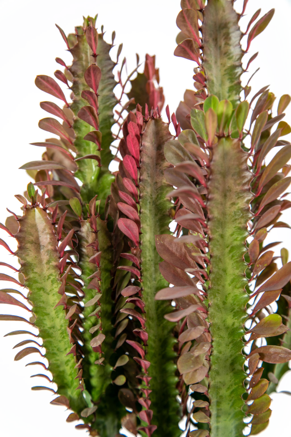 Euphorbia trigona  rubra  - Ruby Red Trigona Cheap