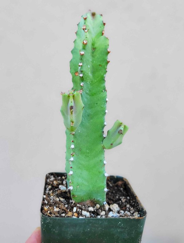 Euphorbia resinifera - Moroccan Mound For Cheap