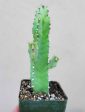 Euphorbia resinifera - Moroccan Mound For Cheap