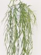 Hoya Linearis | Hanging Pot Cheap