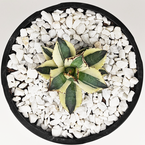 Agave titanota  Snaggle Tooth  Online Hot Sale