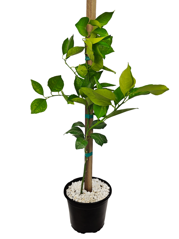 Washington Navel Orange Tree Discount