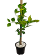 Washington Navel Orange Tree Discount