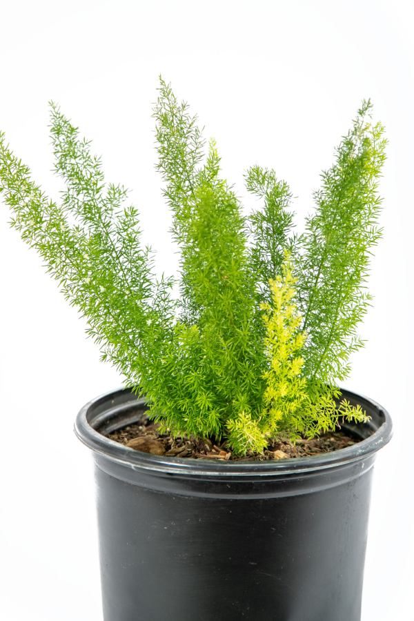 Asparagus meyeri - Foxtail Fern Hot on Sale