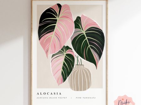 Variegated Alocasia Black Velvet Art Print Online