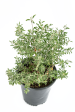 Leucophyllum spp.- Texas sage Cheap