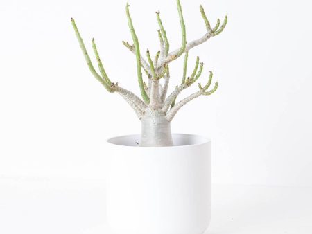 Adenium arabicum Baobab For Sale