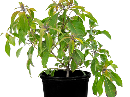 Hamelia patens - Red Firecracker Bush For Sale