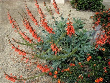 Penstemon eatonii - Firecracker Penstemon on Sale