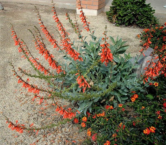 Penstemon eatonii - Firecracker Penstemon on Sale