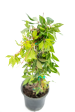 Parthenocissus sp.  Hacienda Creeper  Hot on Sale