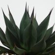 Agave x  Blue Emperor  For Sale