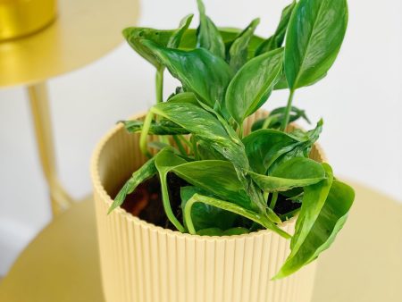 Epipremnum Aureum Shangri La Pothos Supply