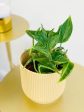 Epipremnum Aureum Shangri La Pothos Supply