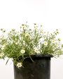 Melampodium leucanthum - Blackfoot Daisy Fashion