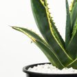 Agave salmiana variegated Fashion