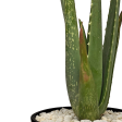 Aloe barbadensis - Aloe vera-orange Online now