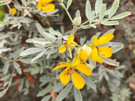 Senna aretemisioides ssp. sturtii Sale