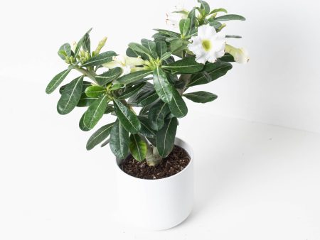 Adenium Obesum  White  | Desert Rose Hot on Sale