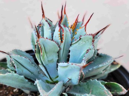 Agave potatorum  Cubic  For Discount