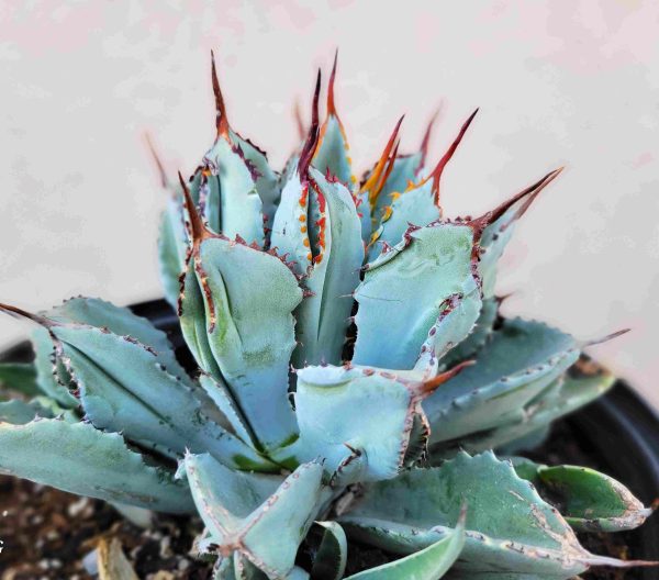 Agave potatorum  Cubic  For Discount