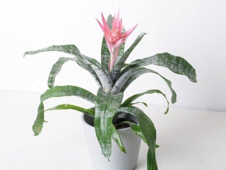 Aechmea fasciata Sale