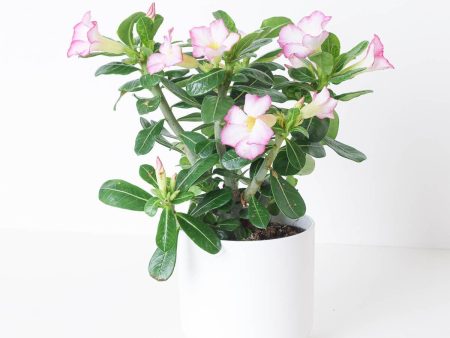 Adenium Obesum Pink | Desert Rose For Cheap