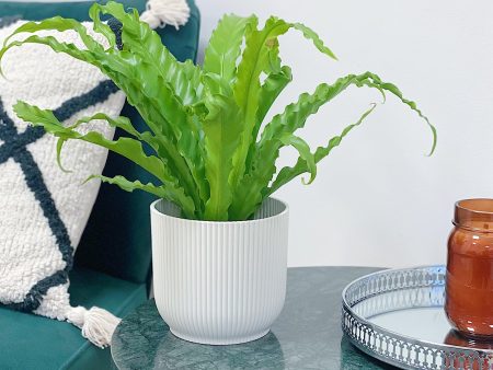 Asplenium Antiquum Osaka | Birds Nest Fern Hot on Sale