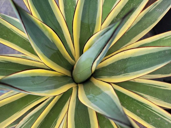 Agave x  Snow Glow  For Discount