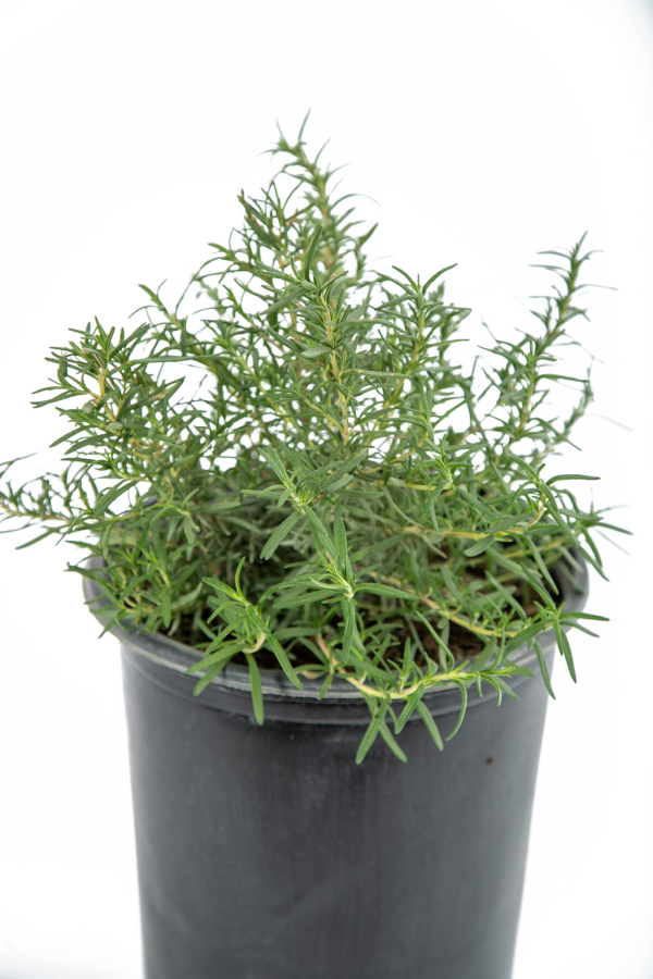 Rosmarinus officinalis - Upright Rosemary Online