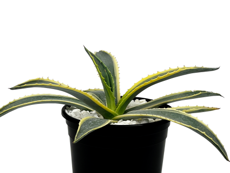 Agave americana marginata - Century Plant Variegated For Cheap