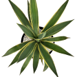 Agave angustifolia v. marginata - Narrow Leaf Agave Online Hot Sale