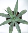 Agave weberi - Weber Agave Hot on Sale