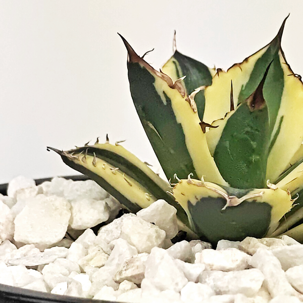 Agave titanota  Snaggle Tooth  Online Hot Sale