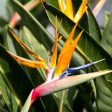 Strelitzia reginae - Tropical Bird of Paradise on Sale