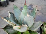 Agave titanota  Lions Mane  Online now