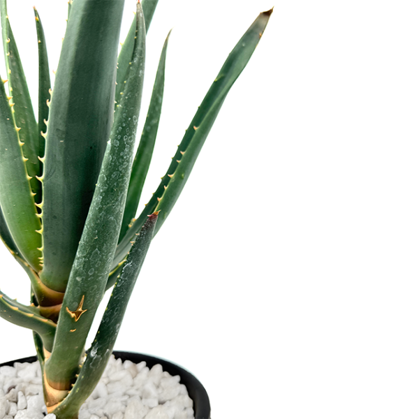 Aloe  Hercules  - Tree Aloe Cheap