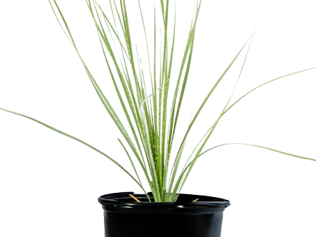 Dasylirion acrotrichum - Green Desert Spoon Hot on Sale