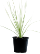 Dasylirion acrotrichum - Green Desert Spoon Hot on Sale