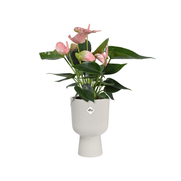 Elho Vibes Coupe Planter Hot on Sale