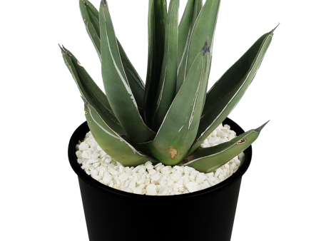 Agave nickelsiae (syn. A. ferdinandi-regis) - King Ferdinand Agave Online now