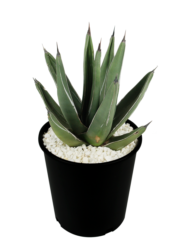 Agave nickelsiae (syn. A. ferdinandi-regis) - King Ferdinand Agave Online now