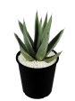 Agave nickelsiae (syn. A. ferdinandi-regis) - King Ferdinand Agave Online now