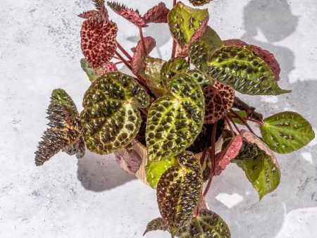 Begonia Ferox on Sale