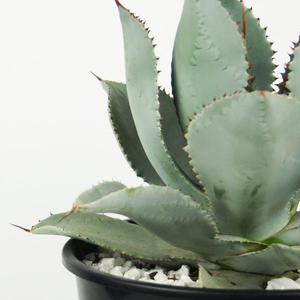 Agave pygmae  Dragon Toes  Cheap