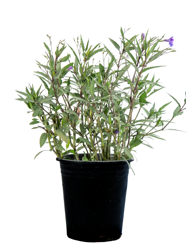 Ruellia brittoniana Online now