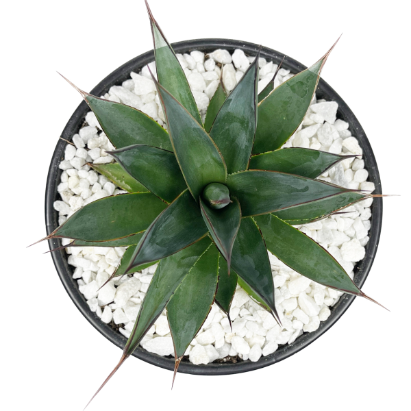 Agave x  Blue Glow  Fashion