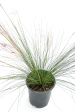 Muhlenbergia capillaris - Pink muhly grass For Cheap