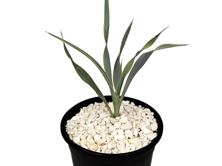 Yucca pallida - Pale Leaf Yucca Online Hot Sale